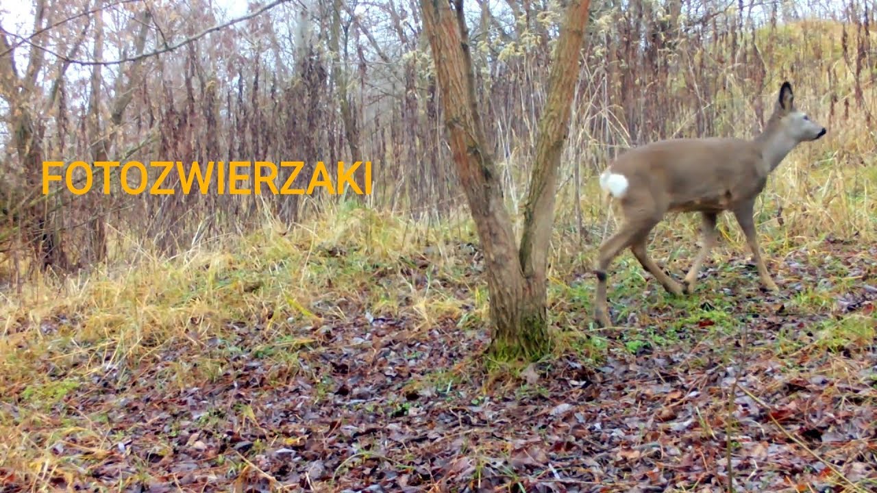 Skrzyżowanie leśnych ścieżek | Sarny, dziki, lisy i zając | A Forest Animal Crossroads