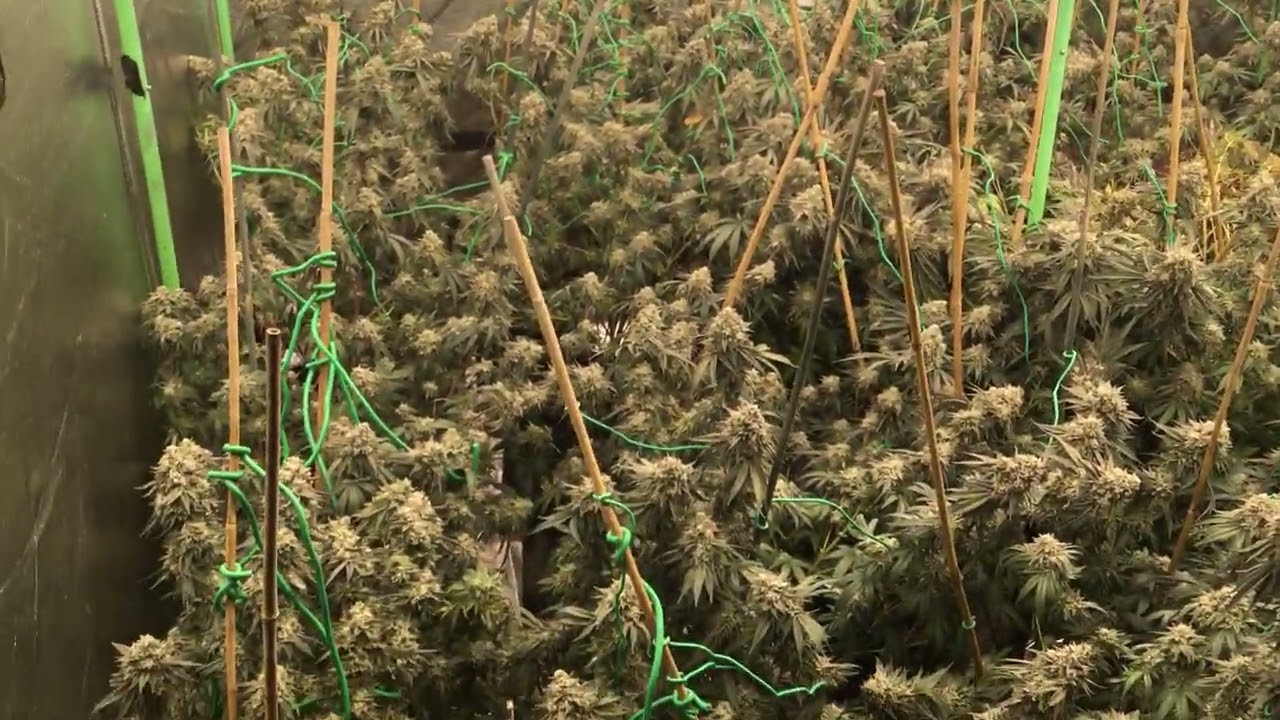 Week 8 Khalifa Mintz ! Flush time baby #GrowBossArmy