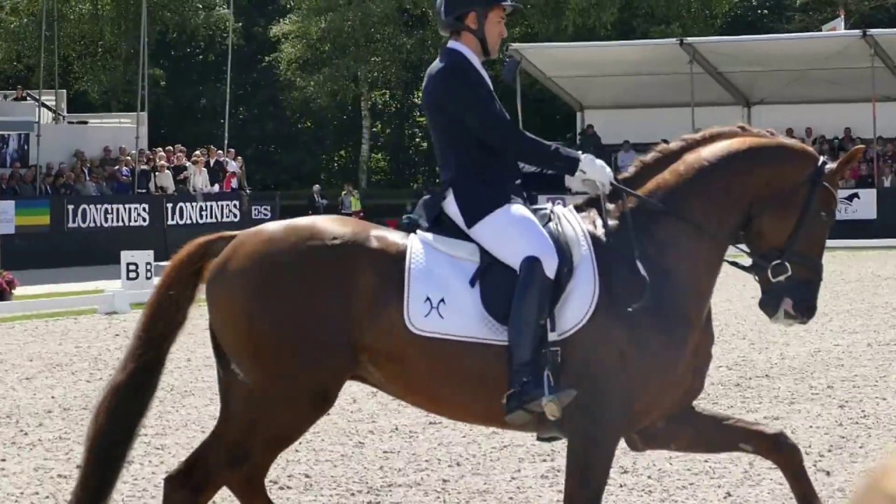D'Avie at CH-M-D YH Final for 5 year old horses