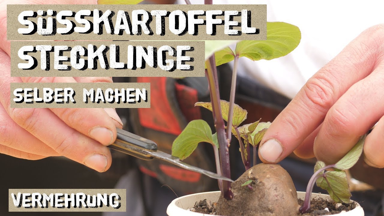 Süßkartoffeln über Stecklinge vermehren - Anleitung, Triebstecklinge, Kopfstecklinge