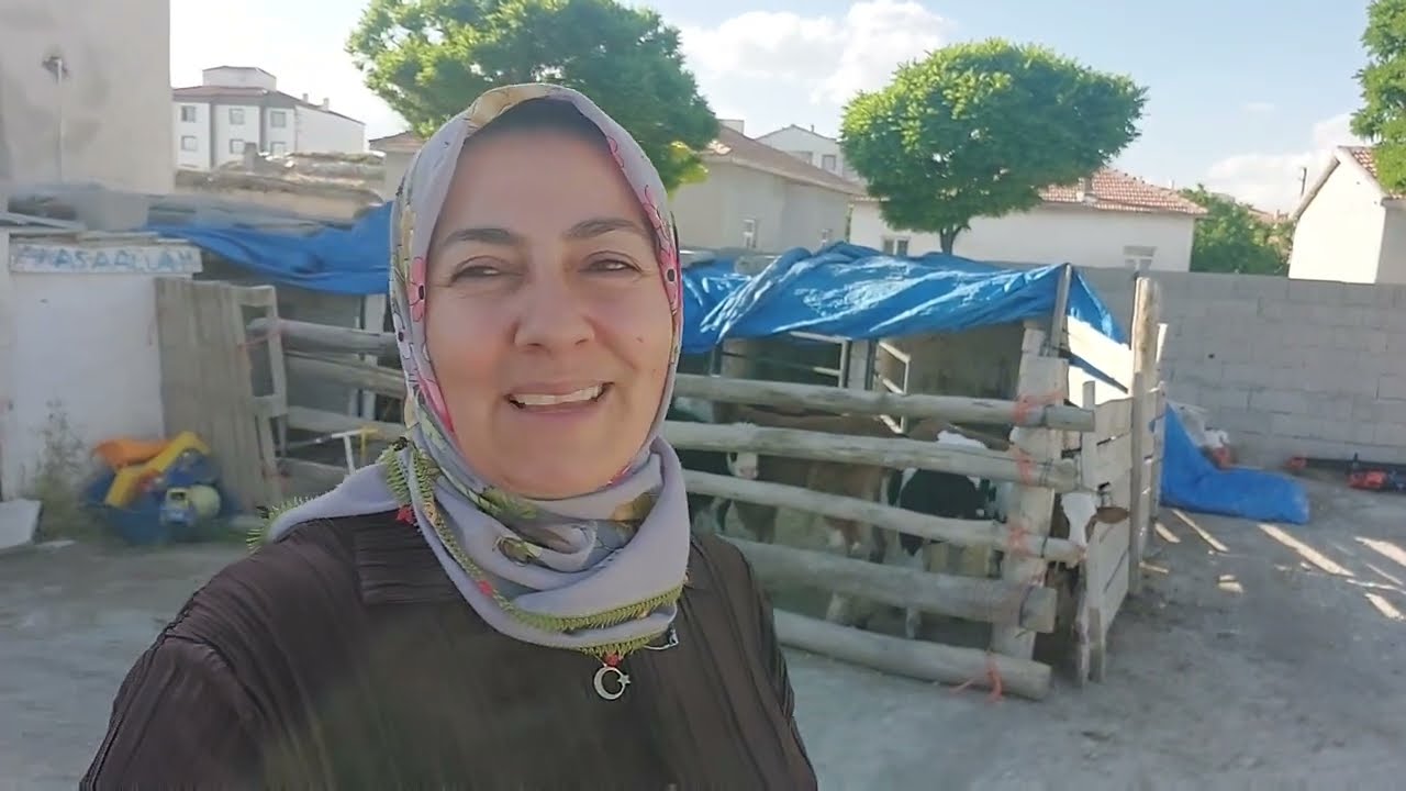İLK KURBANLIĞIMIZI SATTIK BEŞ BUÇUK AYLIK MERİNOS KUZU 55 KİLO GELDİ  #koyun #kuzu #merinos #kurban