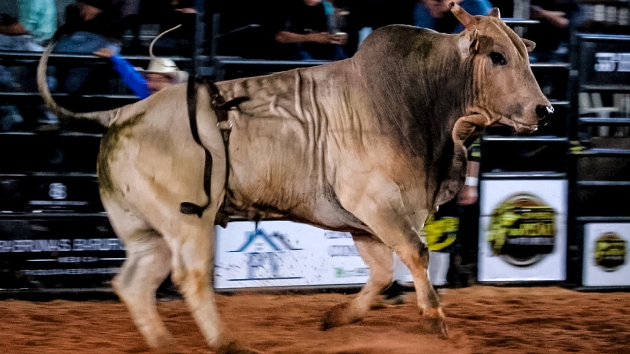 DISPUTA FINAL em TOUROS | RODEIO de FLOREAL-SP 2026