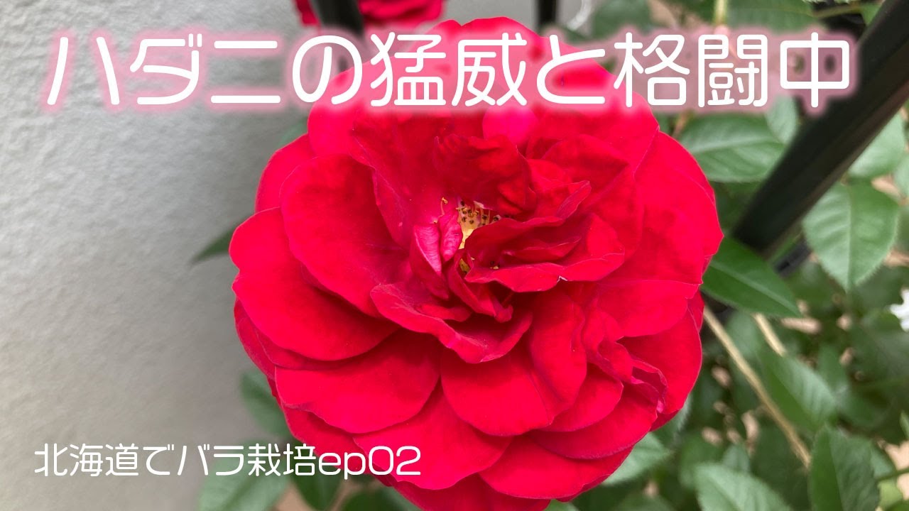【庭パト】北海道の初心者の庭〜ディープボルドー・カリプソ開花【ep02】