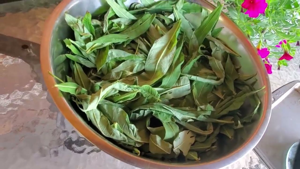 2023 How to make Fermented Fireweed Leaf Tea AKA Ivan Chai Tea and My Review on the Finish Product