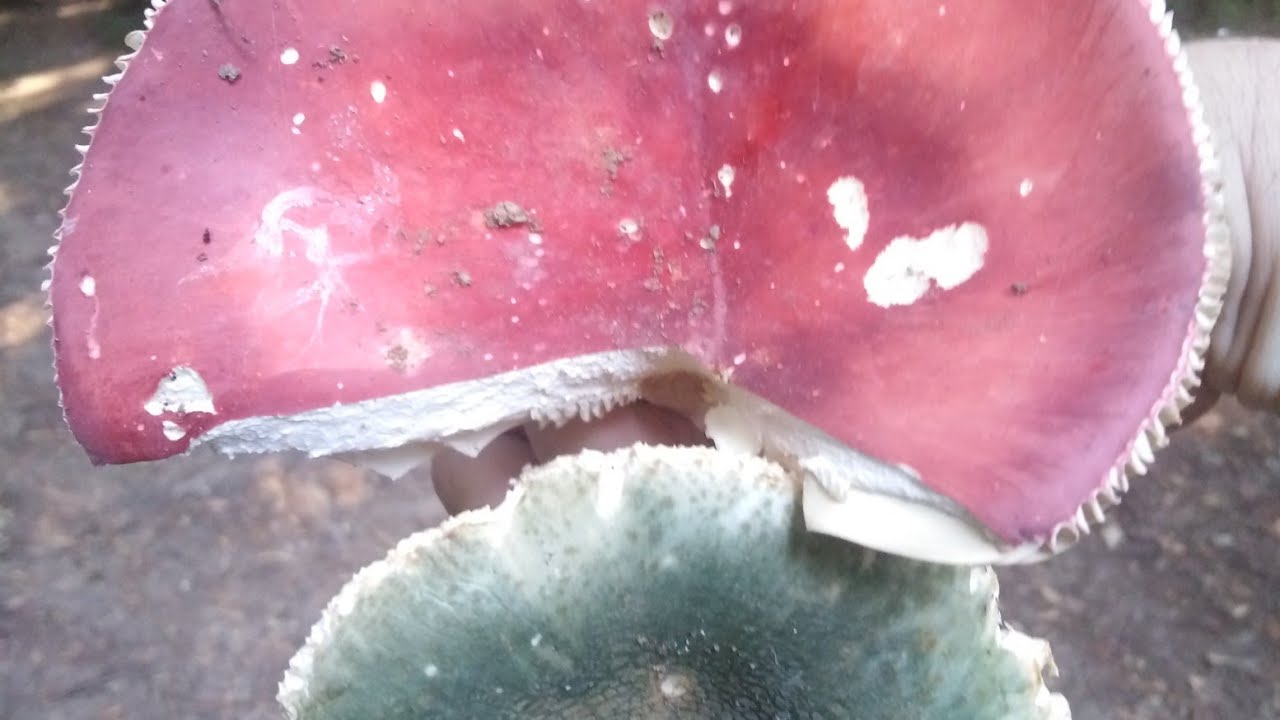 Tvrda, crvena krasnica, Russula rosea (lepida)