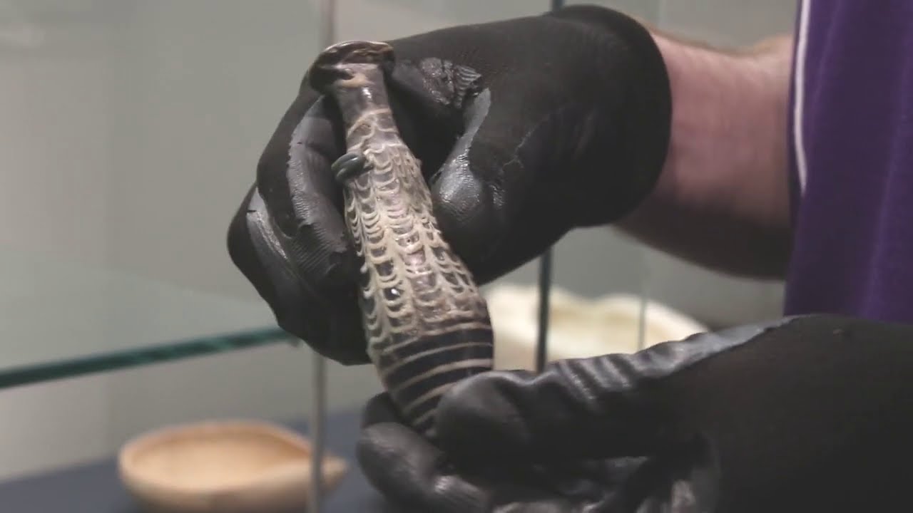 Exhibits in Minutes: Alabastron and Glassmaking in the Ancient World (RD Milns Antiquities Museum)