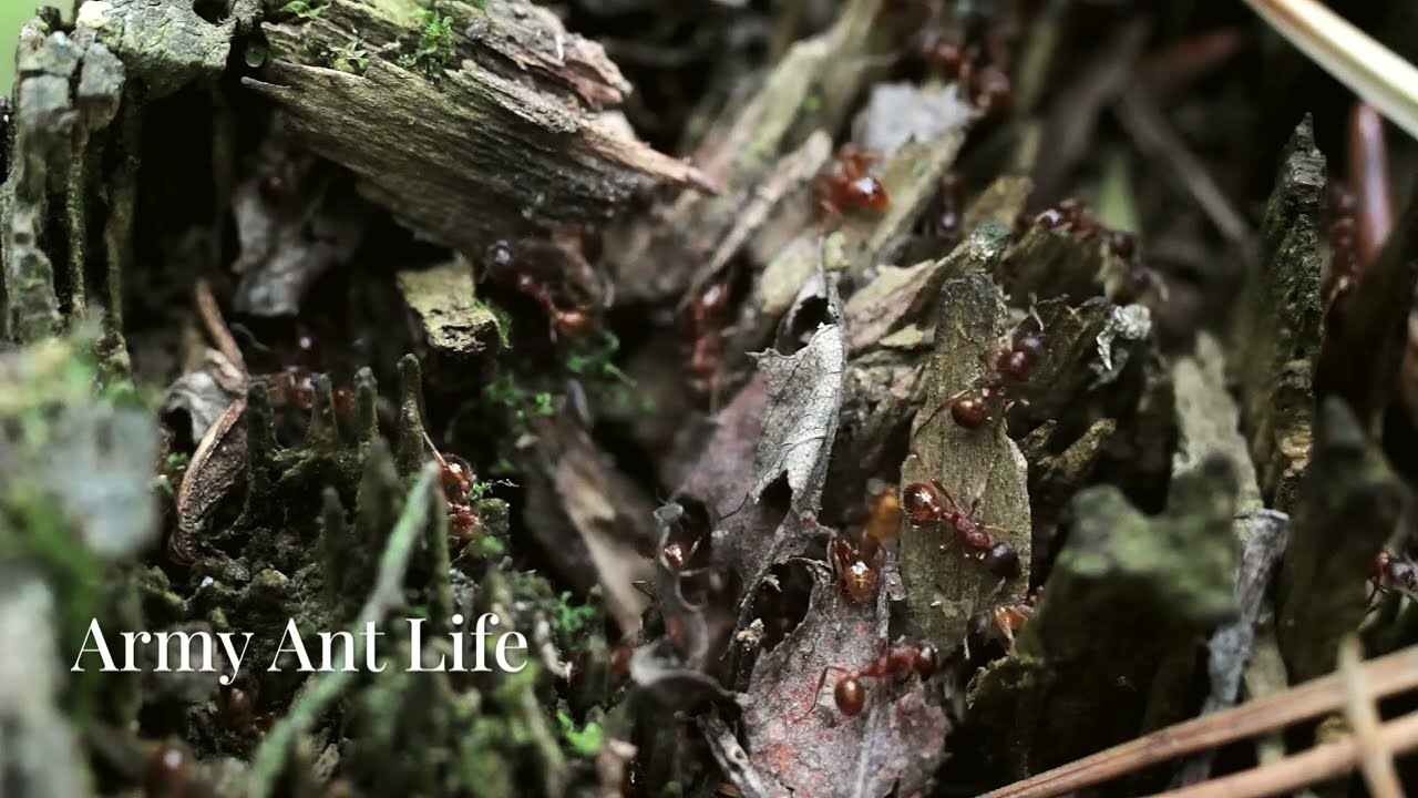 Epic Battles - Army Ants vs  Leafcutter