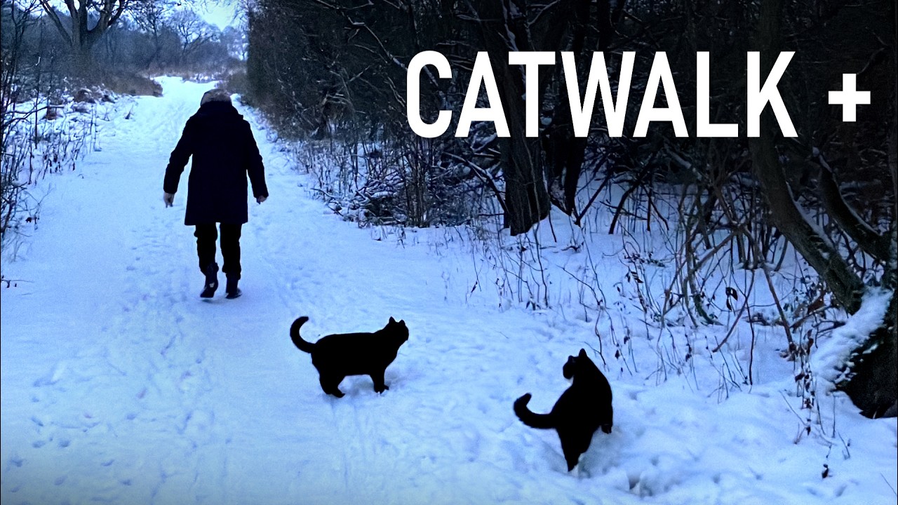 A very winterly walk with the cats in the twilight