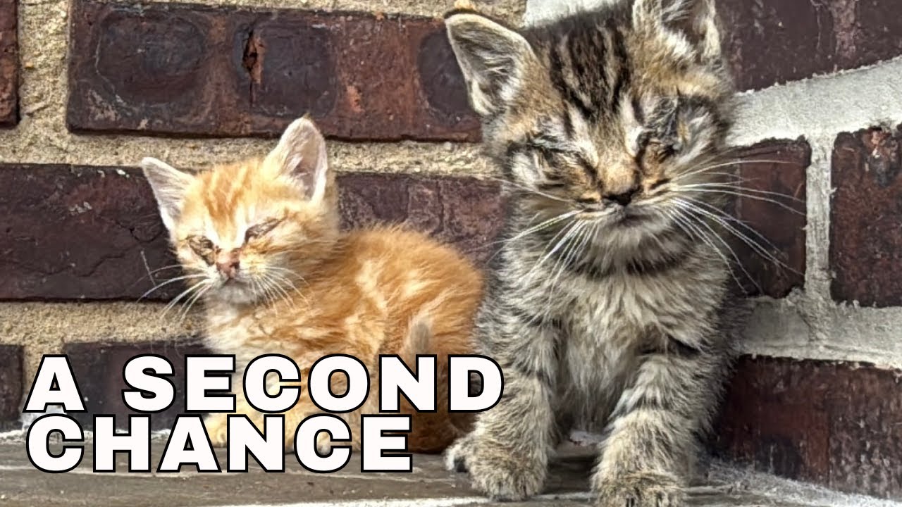 Rescuing Three Kittens Who Couldn't See