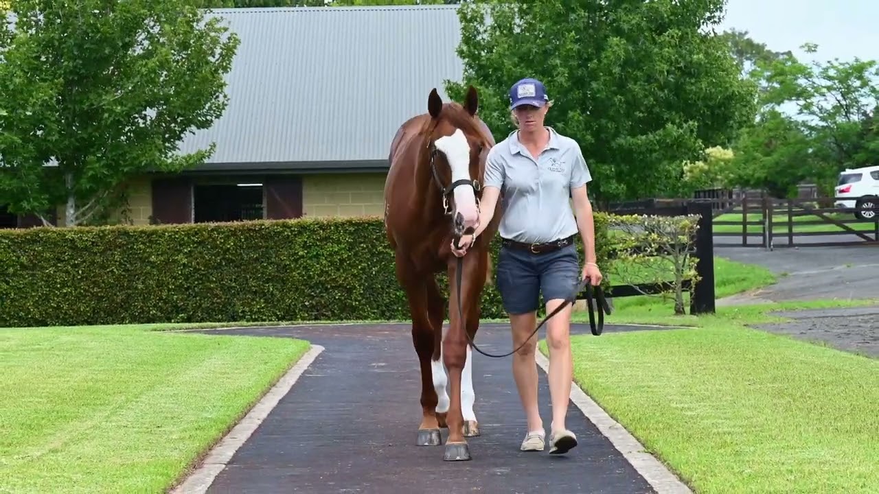 Lot 995 Jacquinot (AUS) x Arazona (AUS) Colt