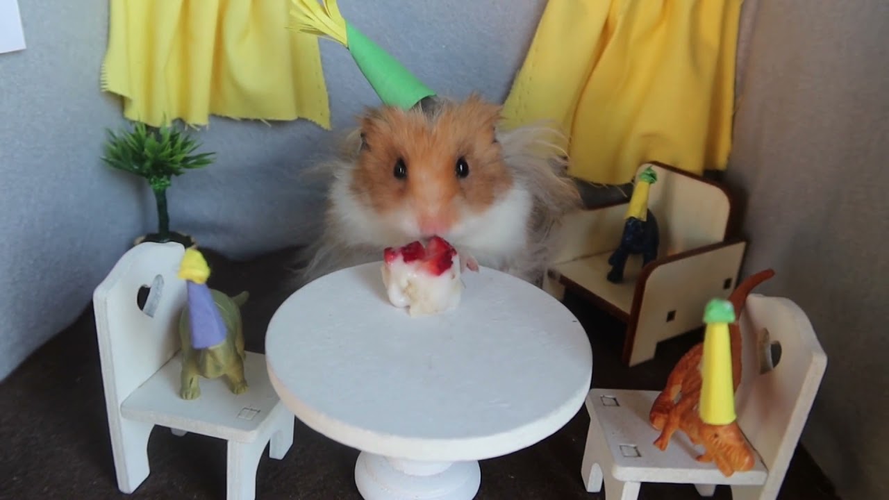 TINY BIRTHDAY FOR TINY HAMSTER🐹🎂YOU ARE ALL INVITED!😁