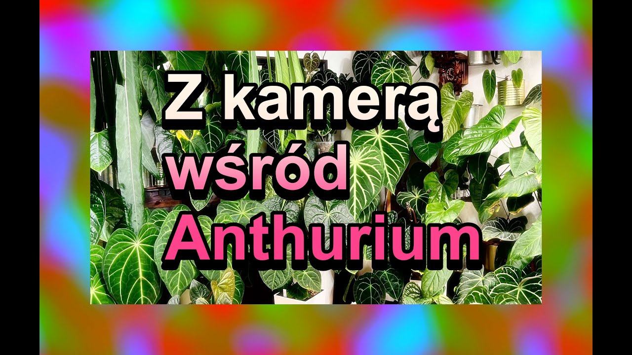 Oglądamy Anthurium ,pokazuję ubytki , problemy , najpiękniejsze i najbrzydsze