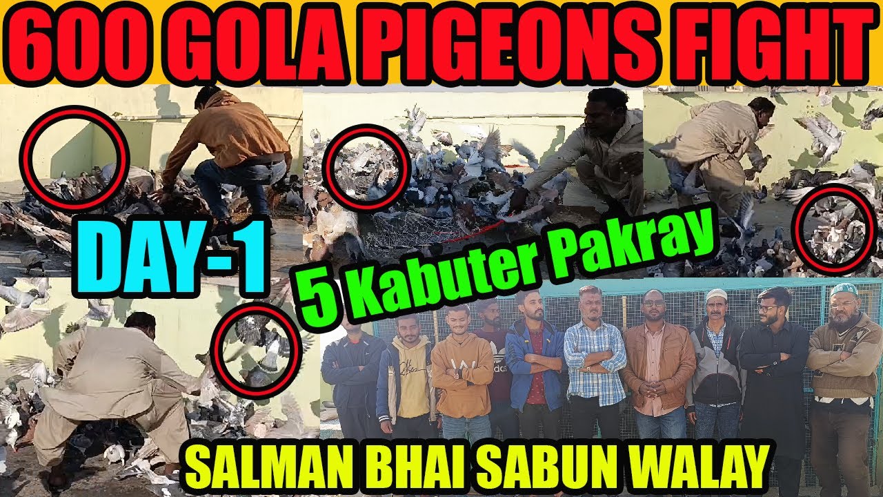600 Gola Pigeons Fight Loft Salman Bhai Sabun Walay Catching 5 Kabuter Pakray DAY-1 Kabooter Larraya