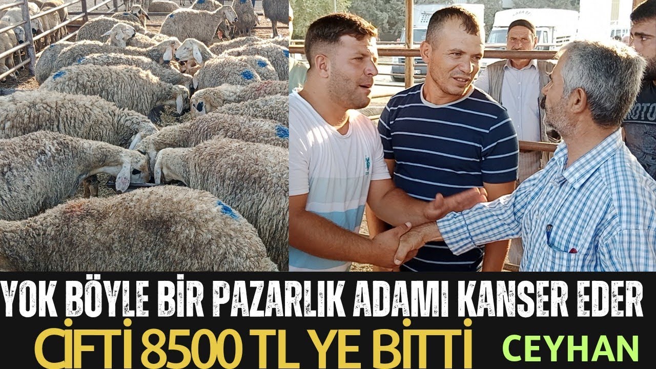 08.09.2023 CEYHAN KÜÇÜKBAŞ HAYVAN PAZARI #keşfet #adak#kuzu #kuzulukoyun#kurbanlık #toklu#köyhayatı