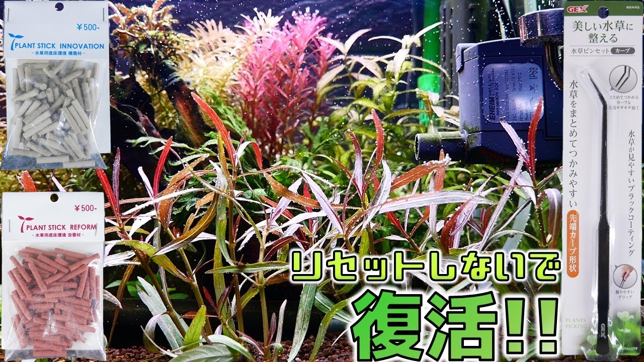 【水草】低床環境を改善するスティックとカーブタイプのピンセットを使いながら、水草水槽をリメイクしてみた。新たな水草も登場！【ふぶきテトラ】