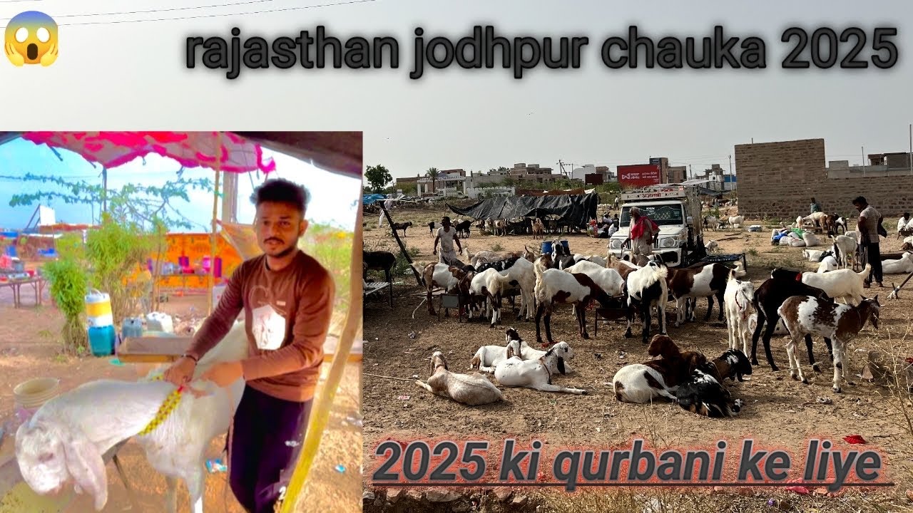 🐐Jodhpur2025 kurbani chauka Bakra Mandi😤      Rajasthan ₹100000 lakh ka bakra😱31 May @Salmanblock101