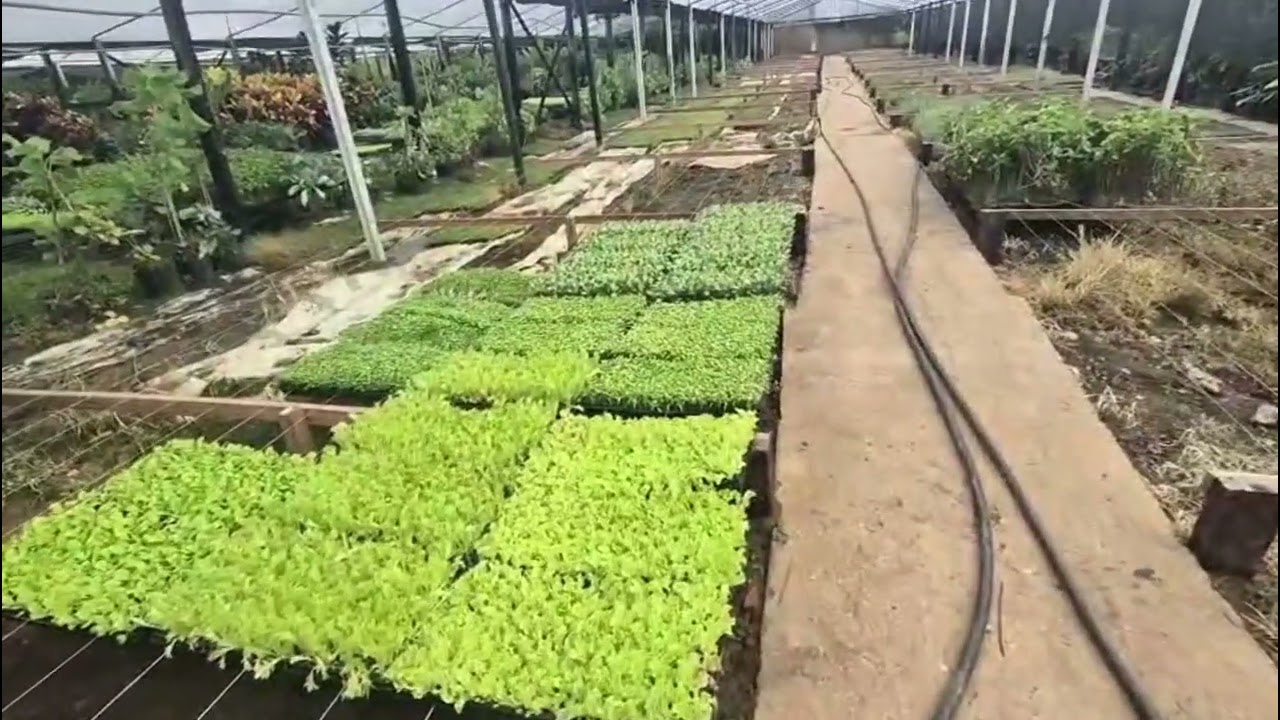 Maravilhoso  viveiro  de plantas,  tem de  tudo  que precisamos...venham  conferir...!