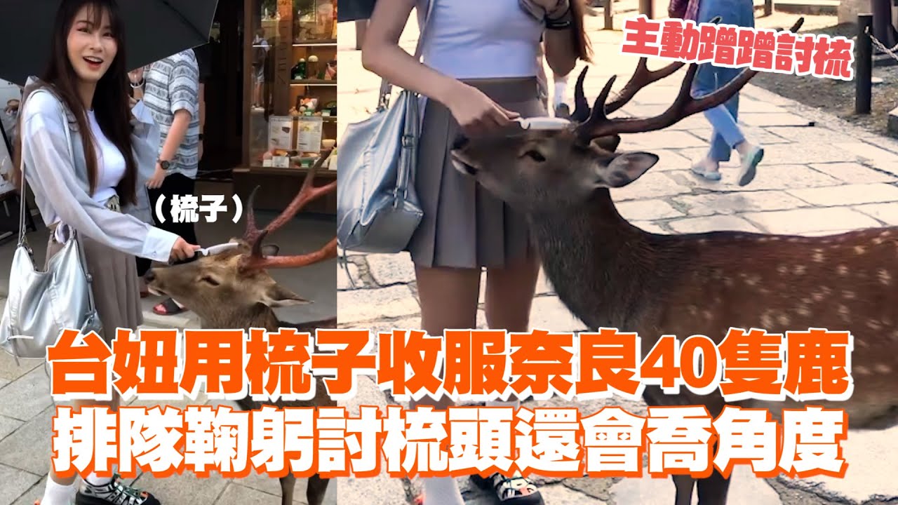 台妞用梳子收服奈良40隻鹿　排隊鞠躬討梳頭還會喬角度｜旅遊觀光｜寵物動物｜日本奈良鹿