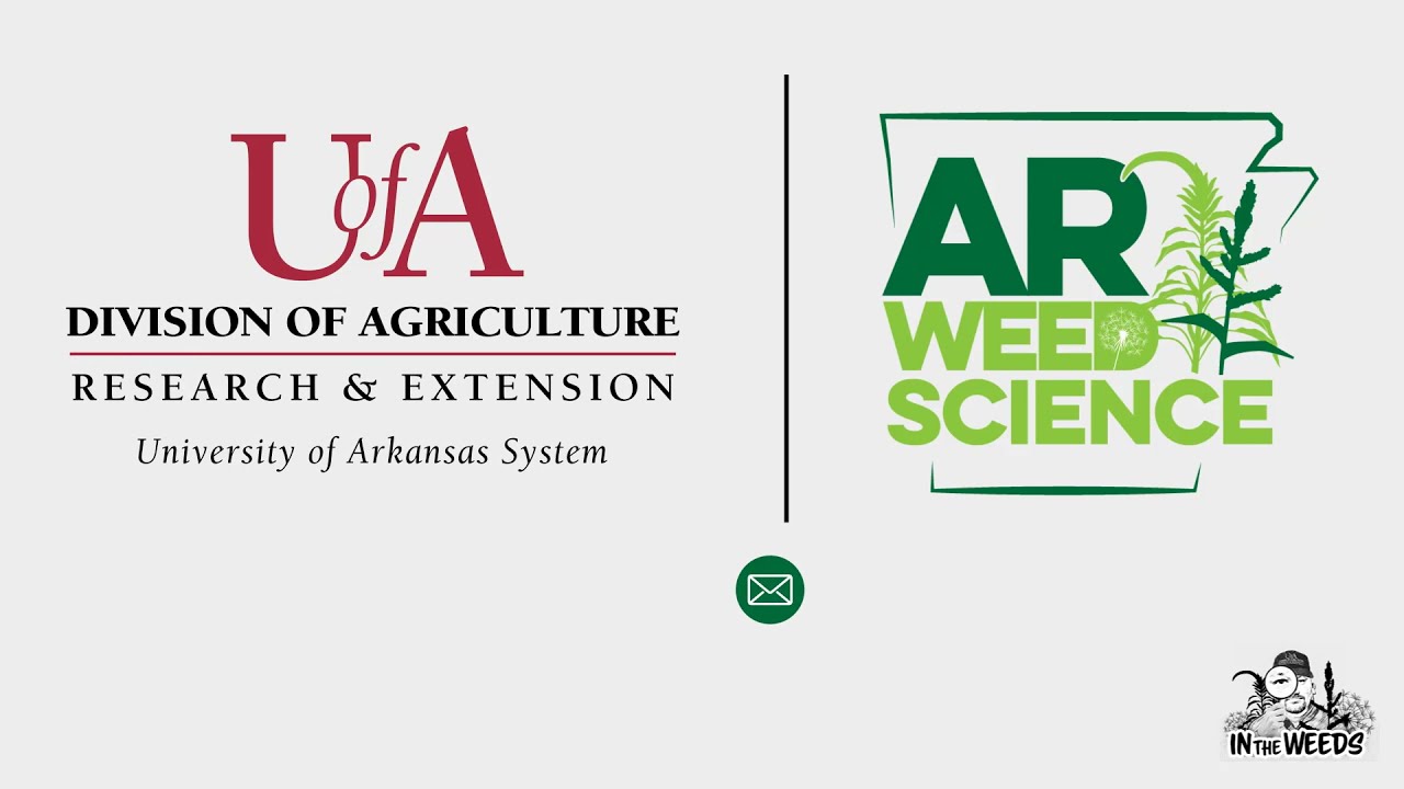 Palmer Amaranth Control on Rice Levees