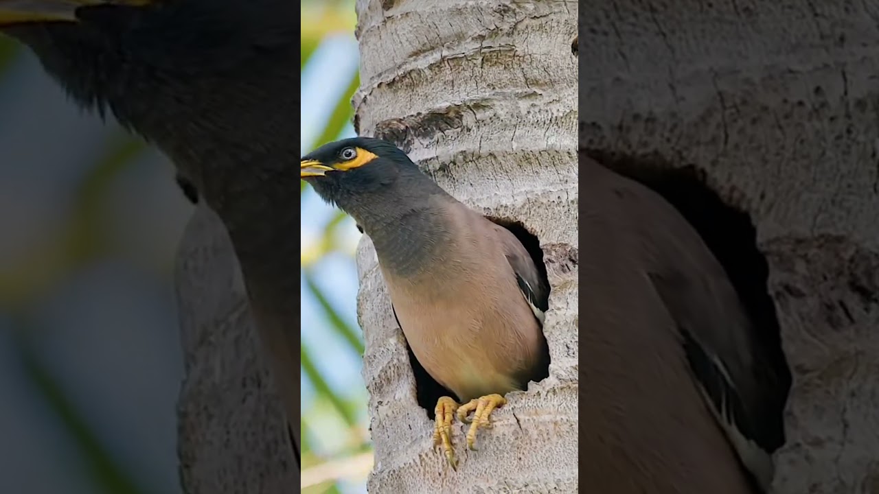 common myna bird call Indian myna call maina ki awaz myna bird