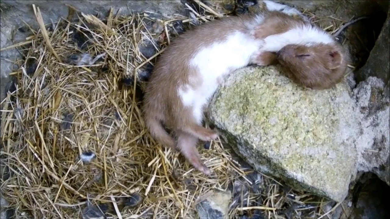A Weasel's Crazy Sleeping Position | Discover Wildlife | Robert E Fuller