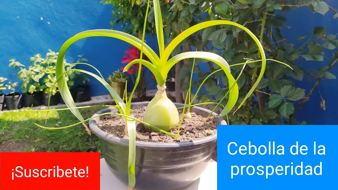 Hablemos de la planta "CEBOLLA DE LA PROSPERIDAD " 😍| Extracción de hijuelos