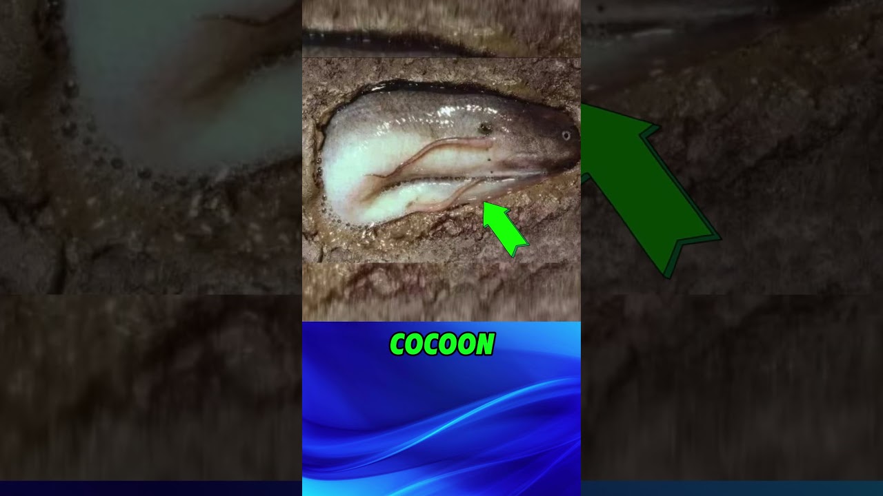 3 Shocking African Lungfish Facts That Will Change Your Mind!