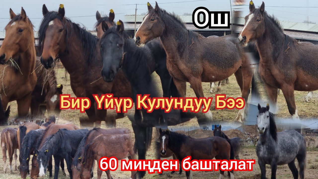 Бир  ҮЙҮР  БЭЭ  КУЛУН АЙГЫРЫ  МЕНЕН  60 миңден  Башталат Россиядан Келди