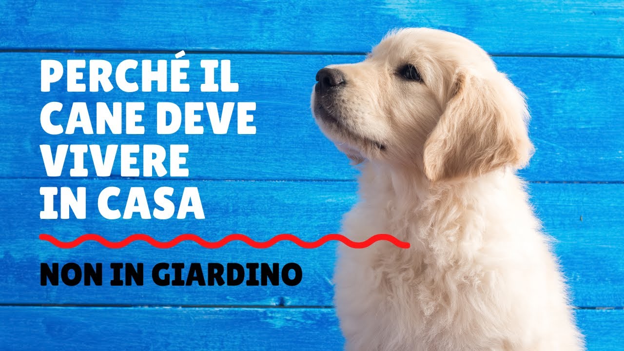 Perché il cane deve vivere in casa
