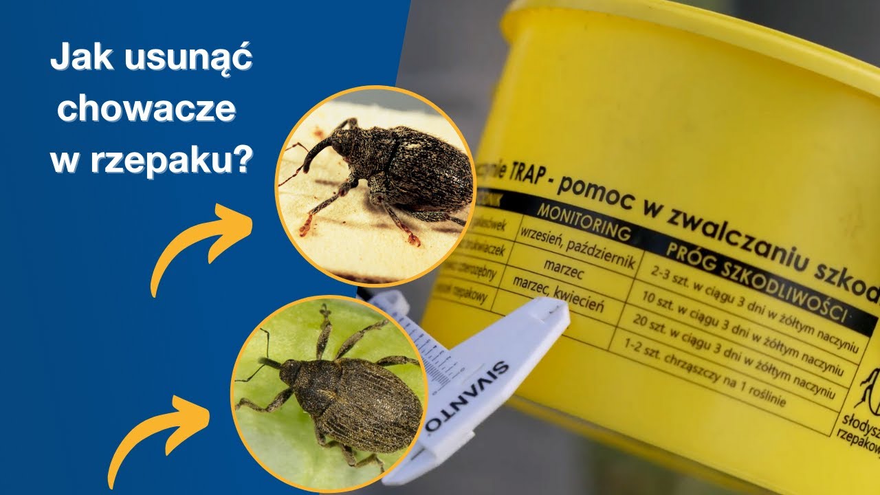 Przegoń chowacze rzepaku z Sivanto Energy