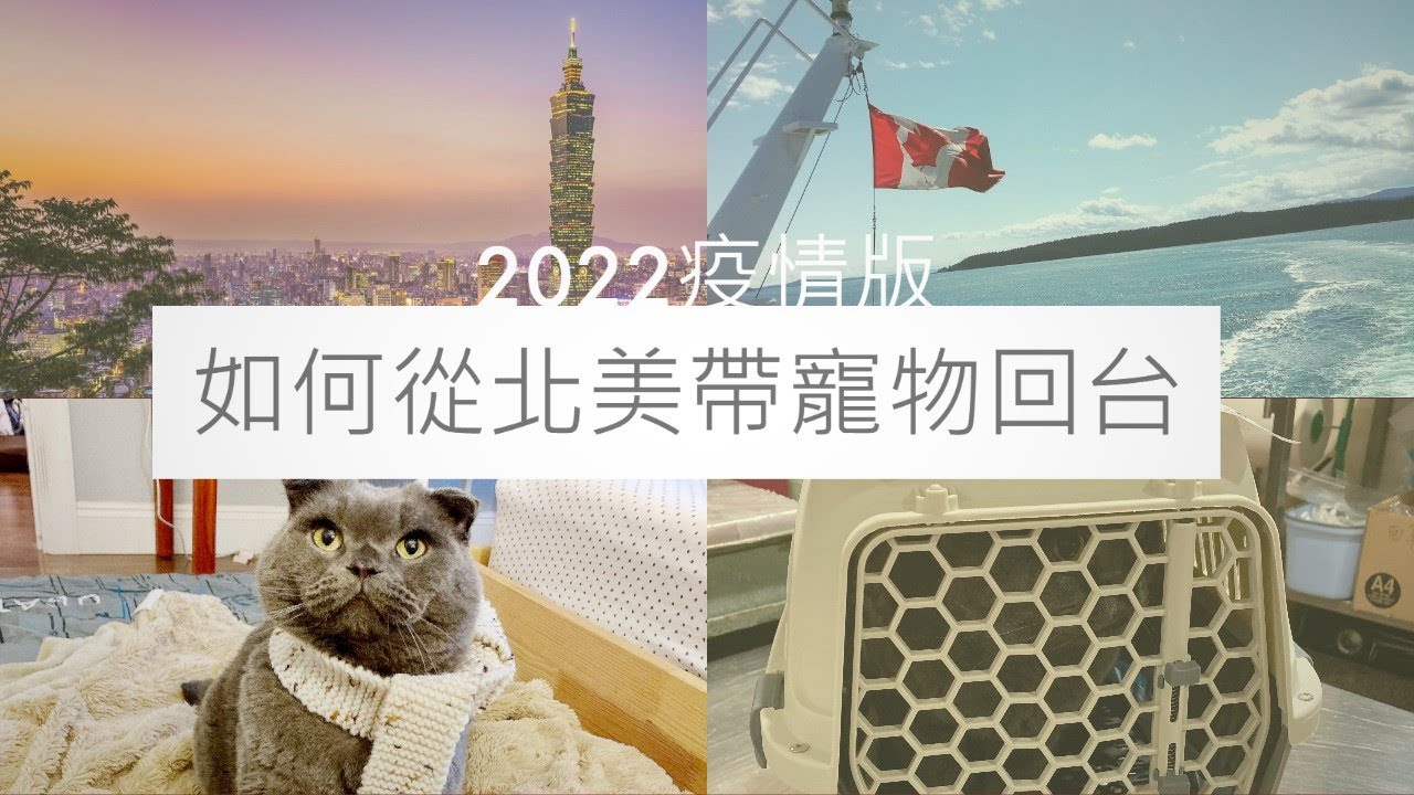 疫情下貓咪回台大冒險! 如何帶寵物回台灣全攻略🐶 🐱 加拿大-台灣✈️