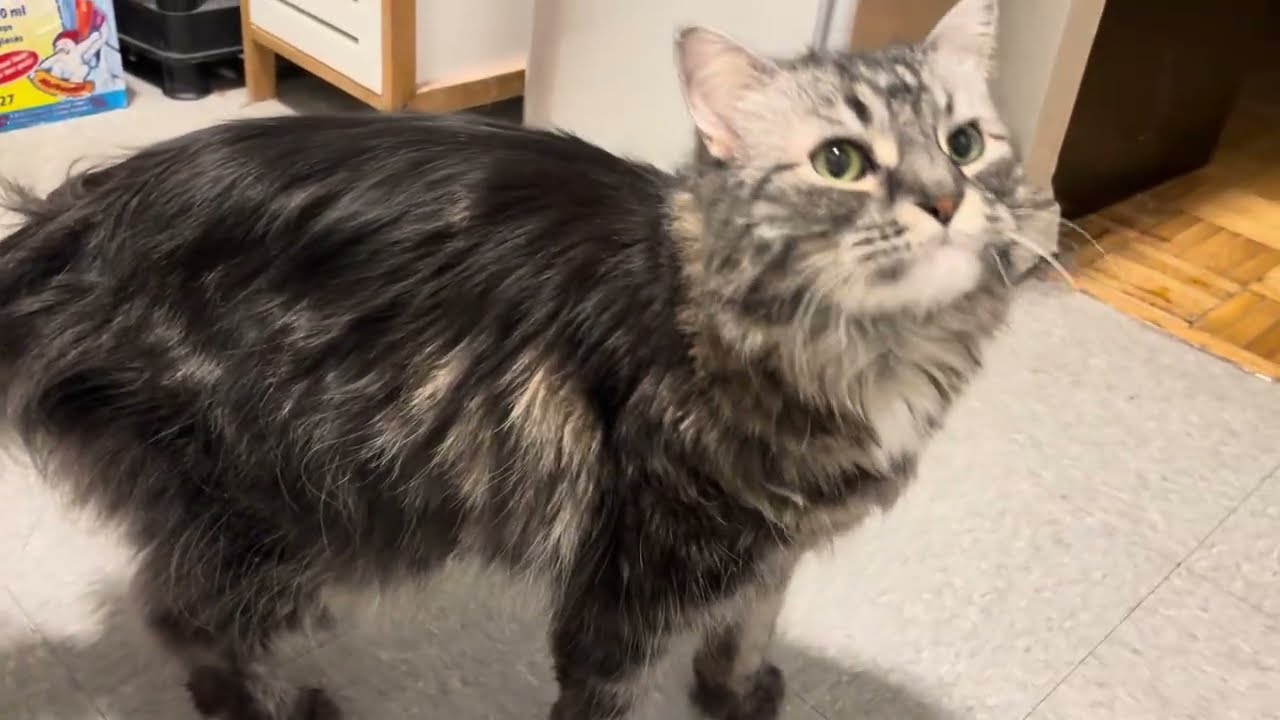 Shiloh was still sleeping on her couch when I got up. 