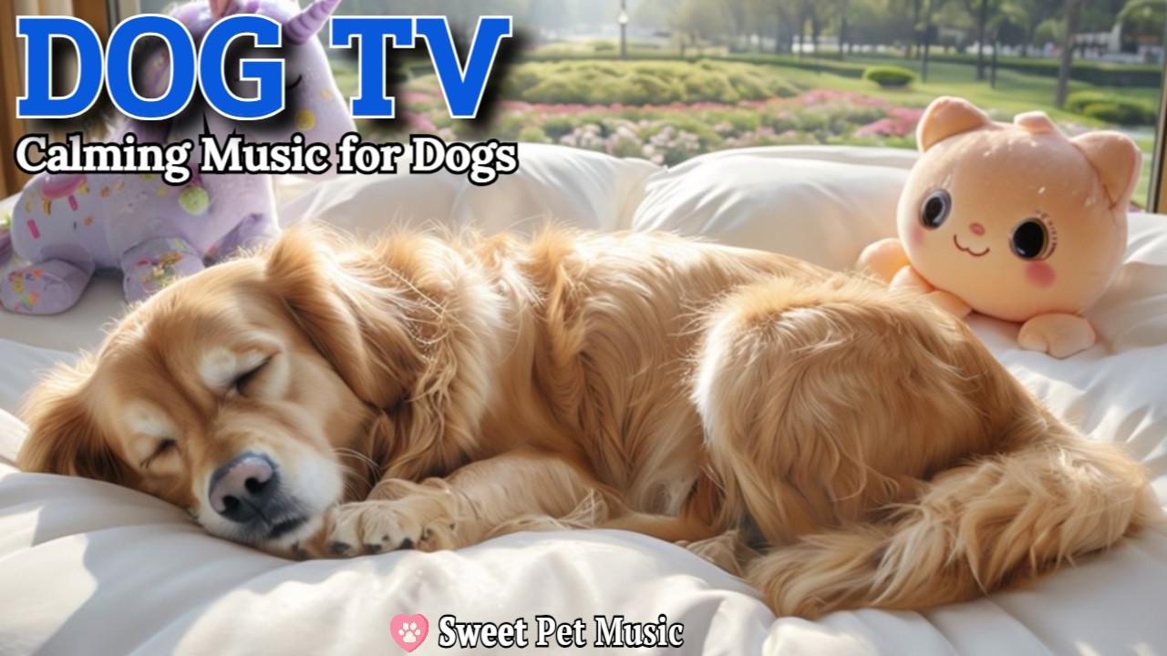 20 Hours of Calming Dog Music🦮💖Soothing Sleep & Instant Stress Relief Therapy🎵🦮Serenity Care Dog TV