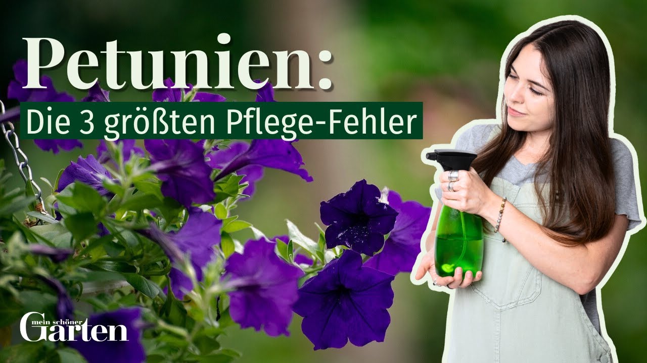 Petunien pflegen: Die 3 gr&ouml;&szlig;ten Fehler 😱