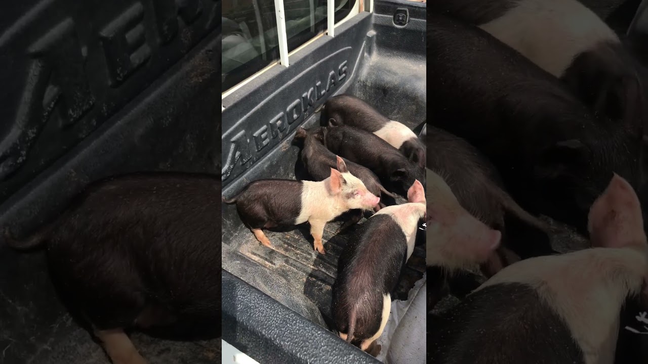 BERKSHIRE & WESSEX SADDLEBACK BREEDS, SUPPLY TO EOGAT FARMS (From Manasseh Farms) 🧬🔭💉🧪