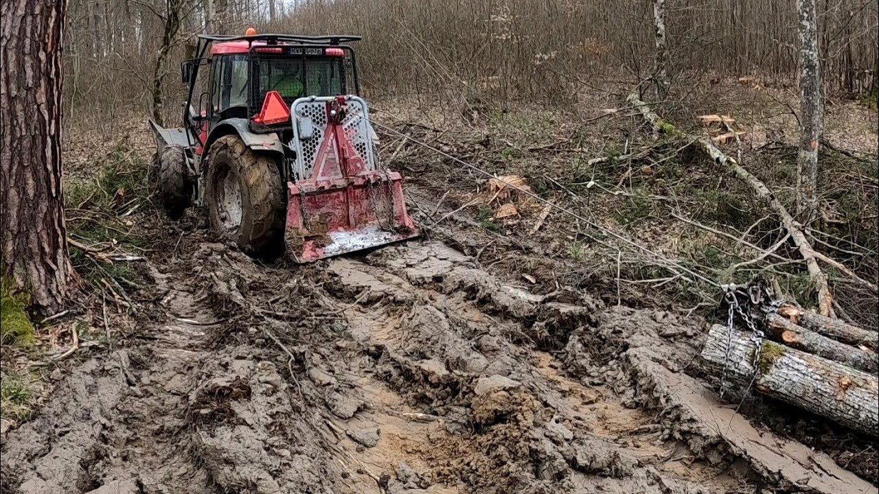 Снова вырубка более толстых деревьев на болоте по грязной местности, Stihl ms 500i, Amles,Forestwork