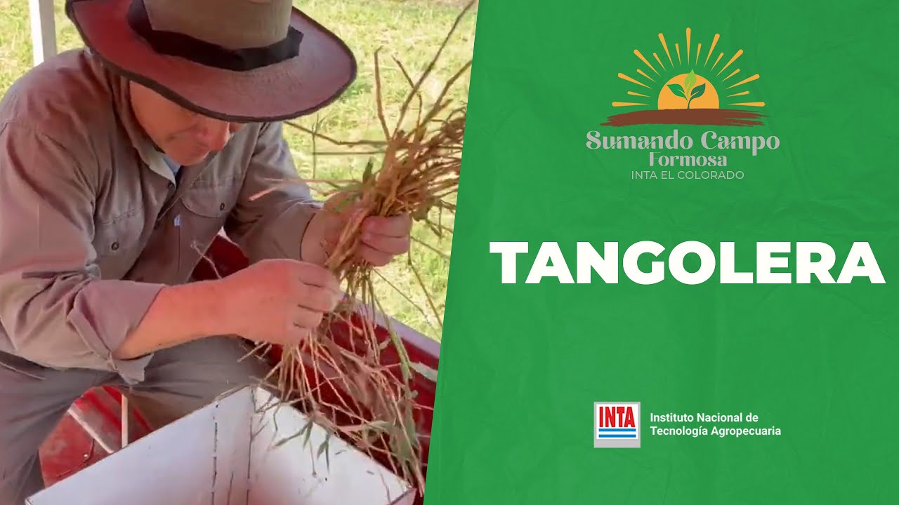 Tangolera - Multiplicación de pasto tangola 