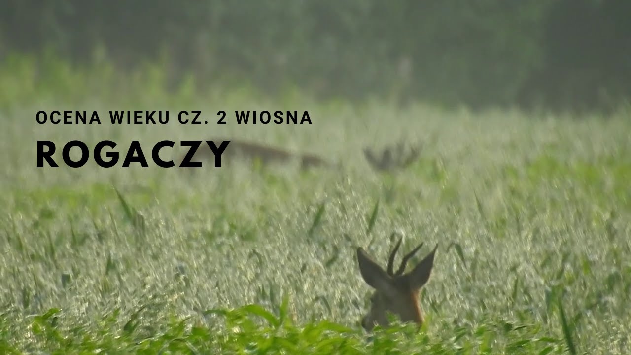 Ocena wieku rogaczy - Wiosna część 2