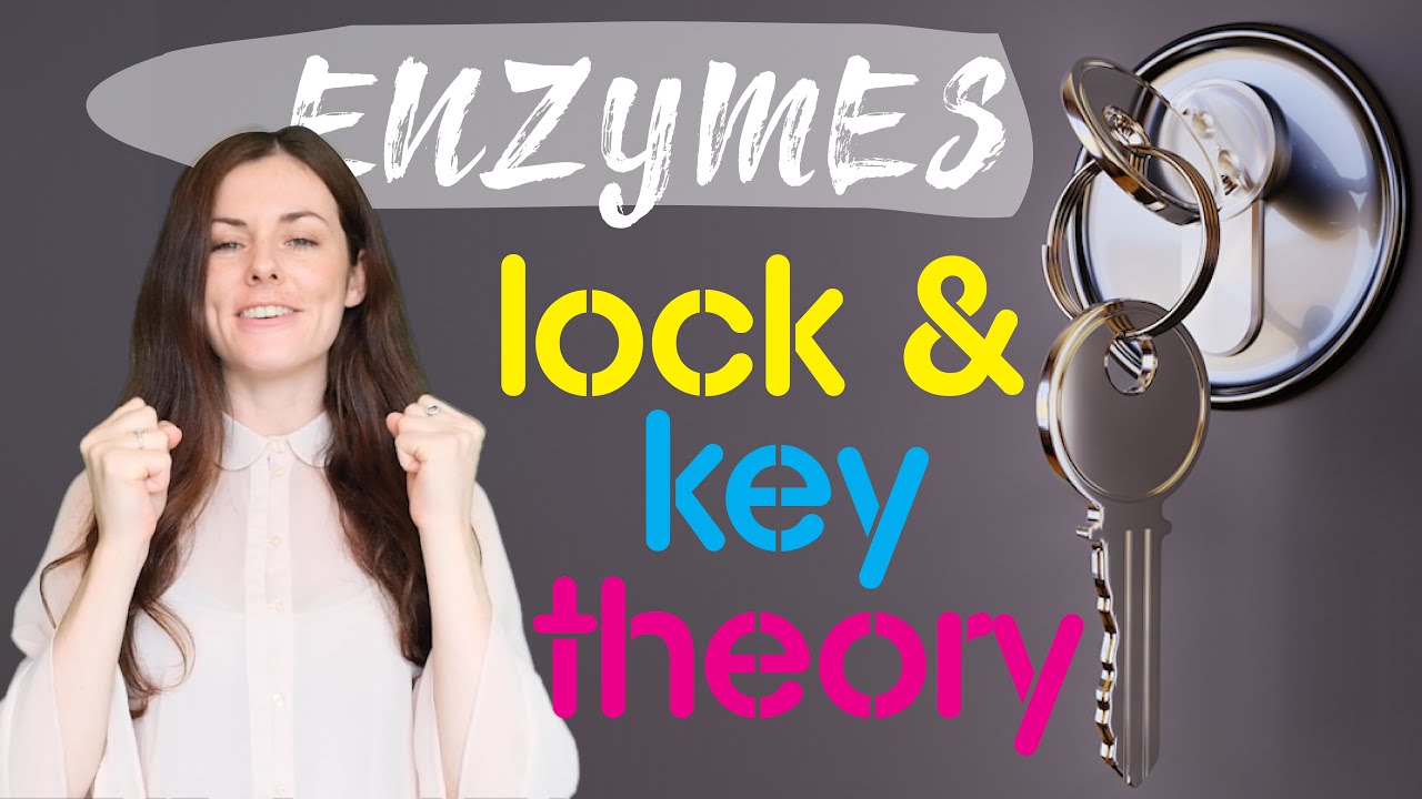 ENZYME LOCK AND KEY THEORY GCSE Biology 9-1 | Combined Sci (Revision & Qs)