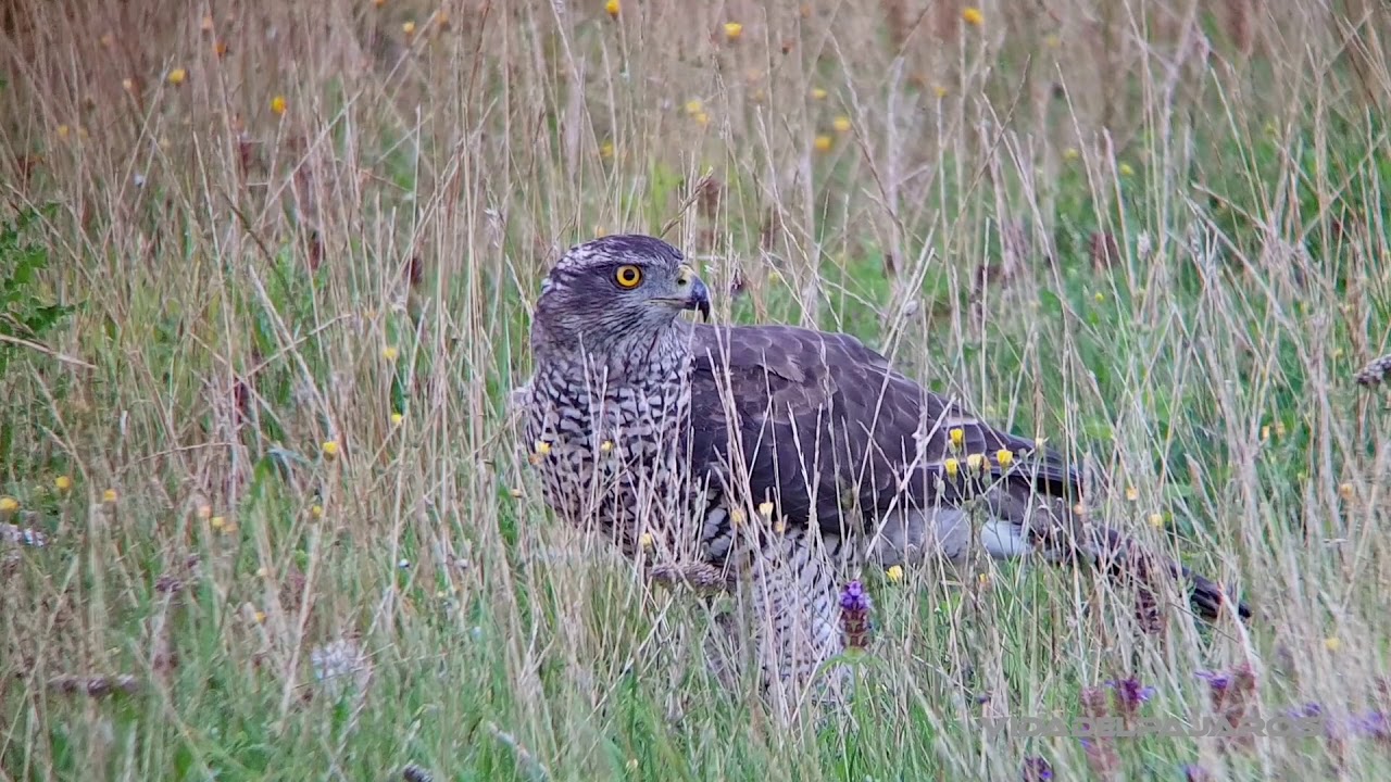 digiscoping HAVIK 82 ED promo