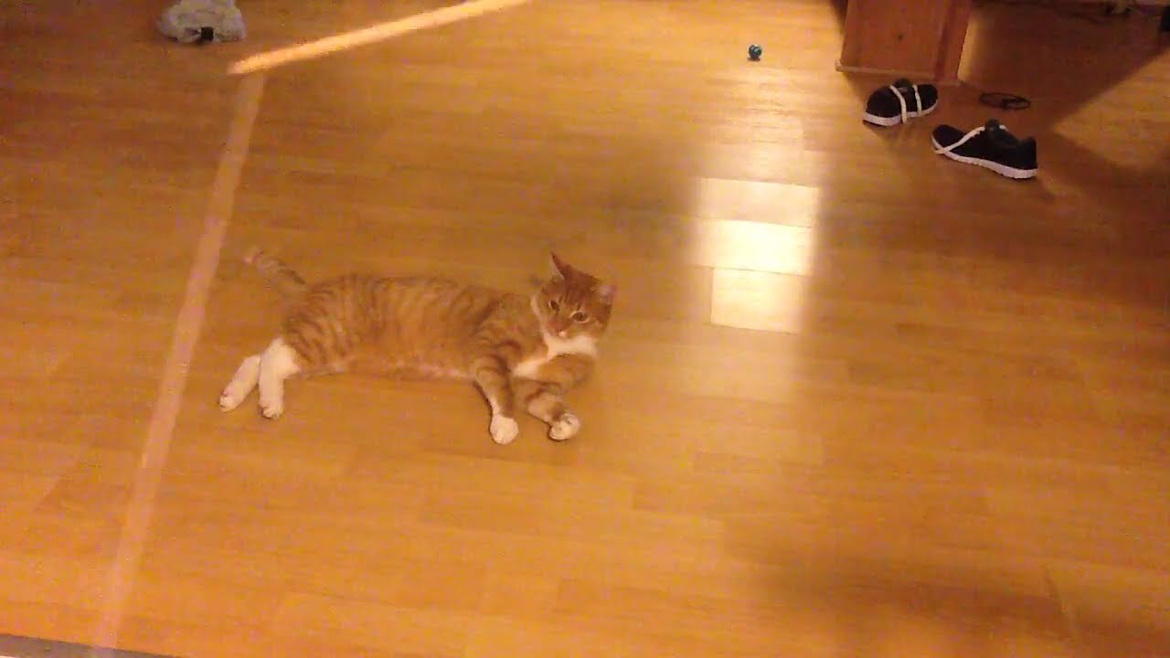 Verdens mærkeligste kat