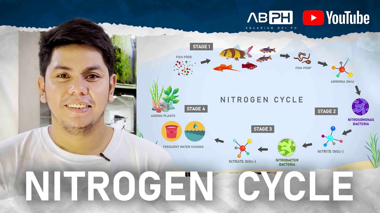 ABPH - The Basics of Nitrogen Cycle Aquarium