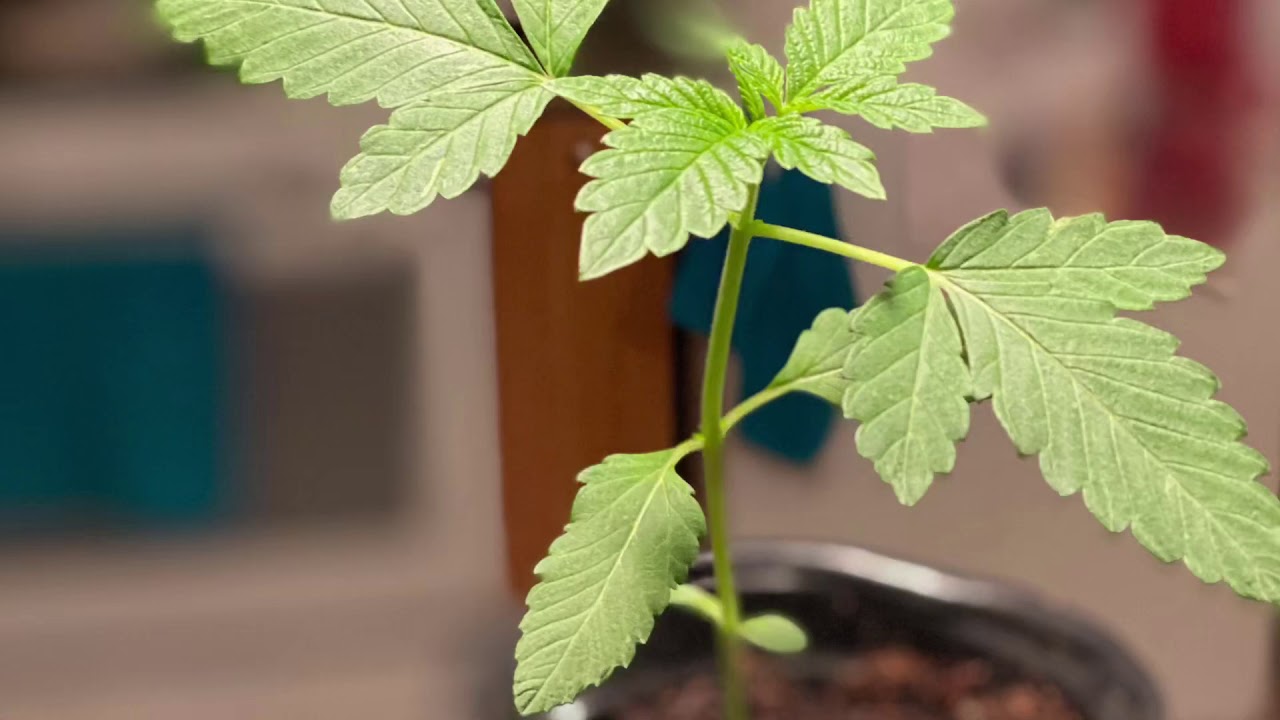 Space bucket grow