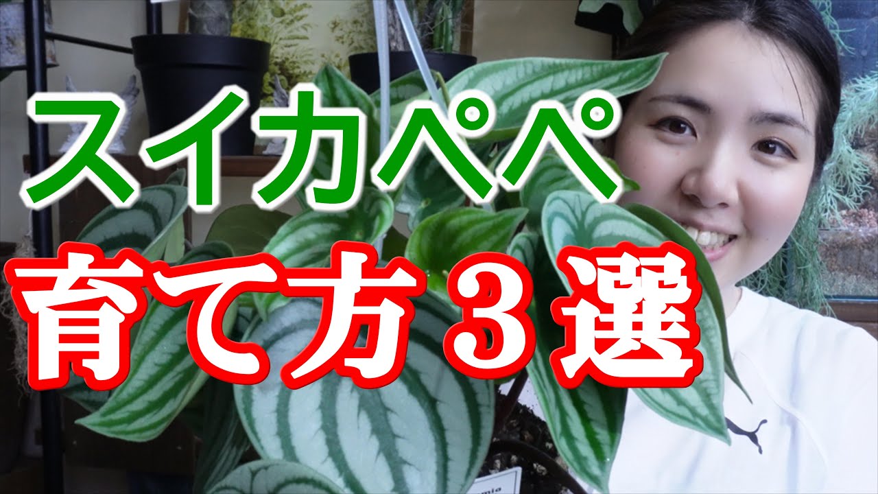 【スイカペペロミア】水やりが重要なポイント｜育て方｜置く場所｜開花園チャンネル
