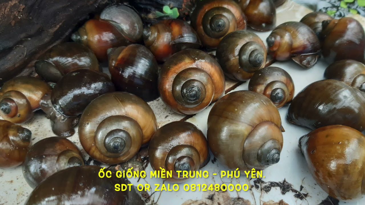 L&Yacute; DO 99% NGƯỜI NU&Ocirc;I ỐC TR&Ecirc;N BỂ BẠT LU&Ocirc;N LU&Ocirc;N THẤT BẠI? Ốc Bươu, ốc nhồi, Giống Miền Trung