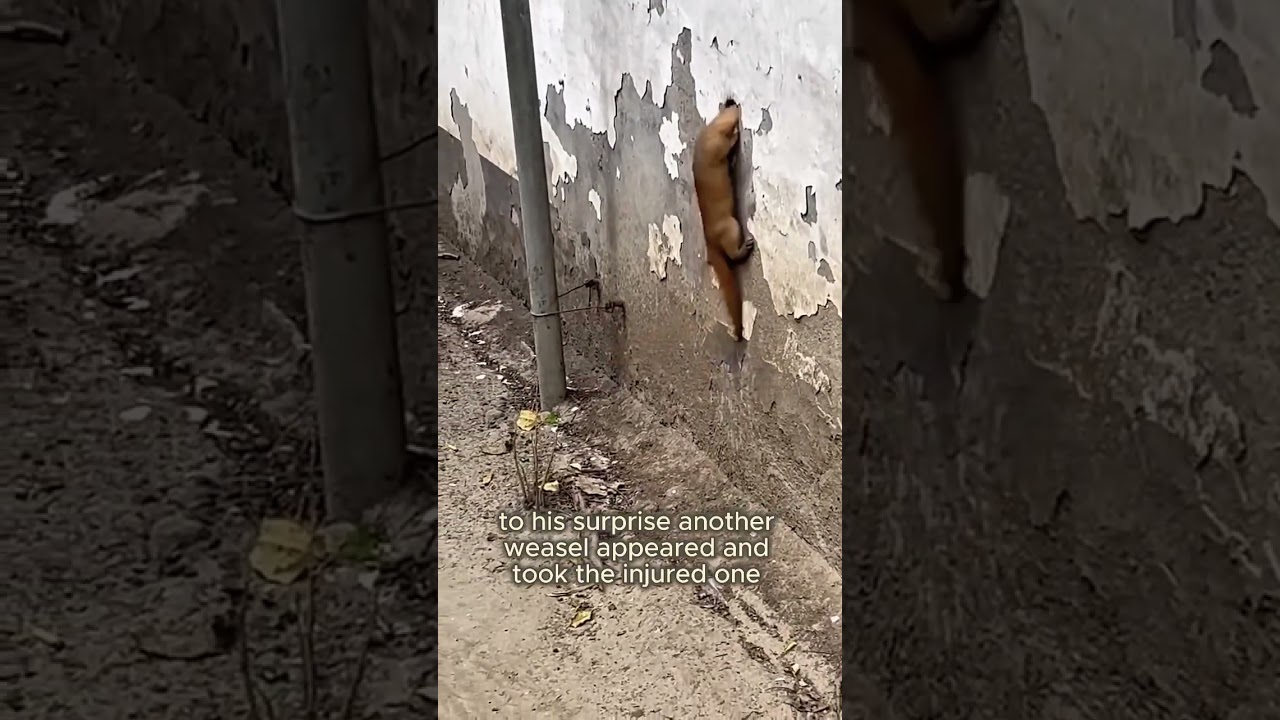 The weasel repaid the favor by using a child.#shorts #animals #weasel #rescue