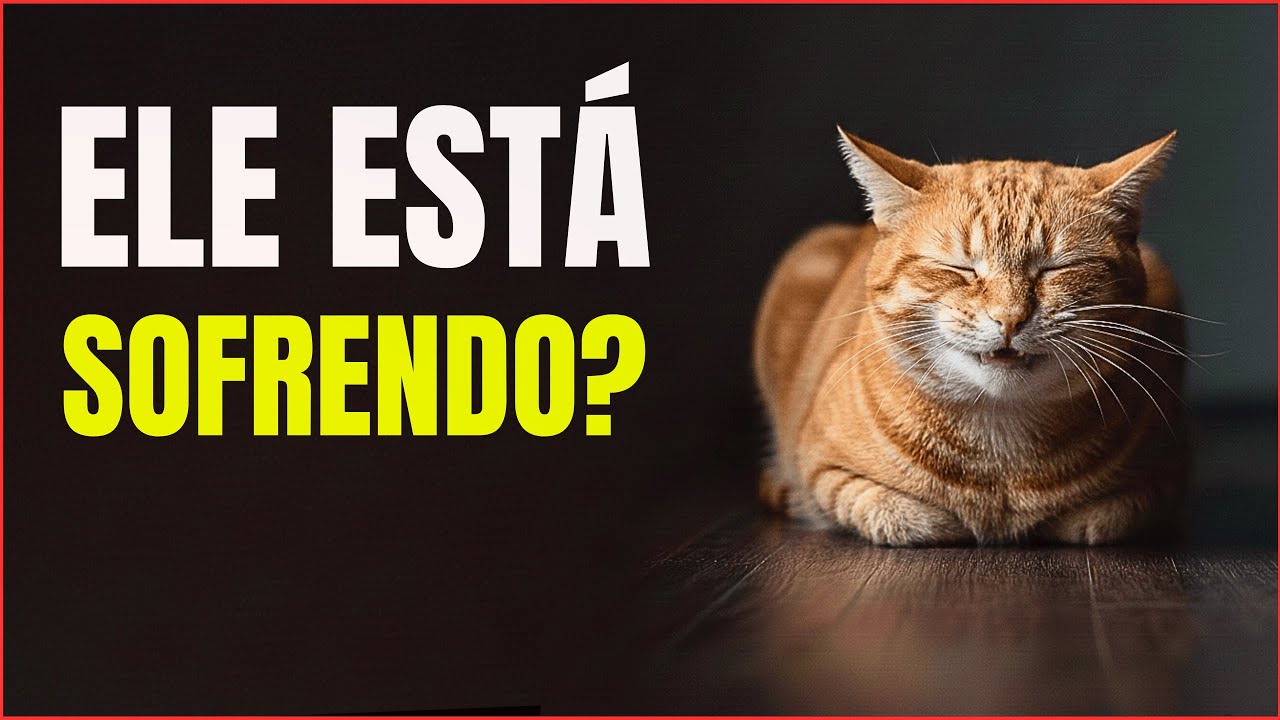 COMO OS GATOS DEMONSTRAM DOR - 7 Sinais que Indicam que o seu Gato está com DOR