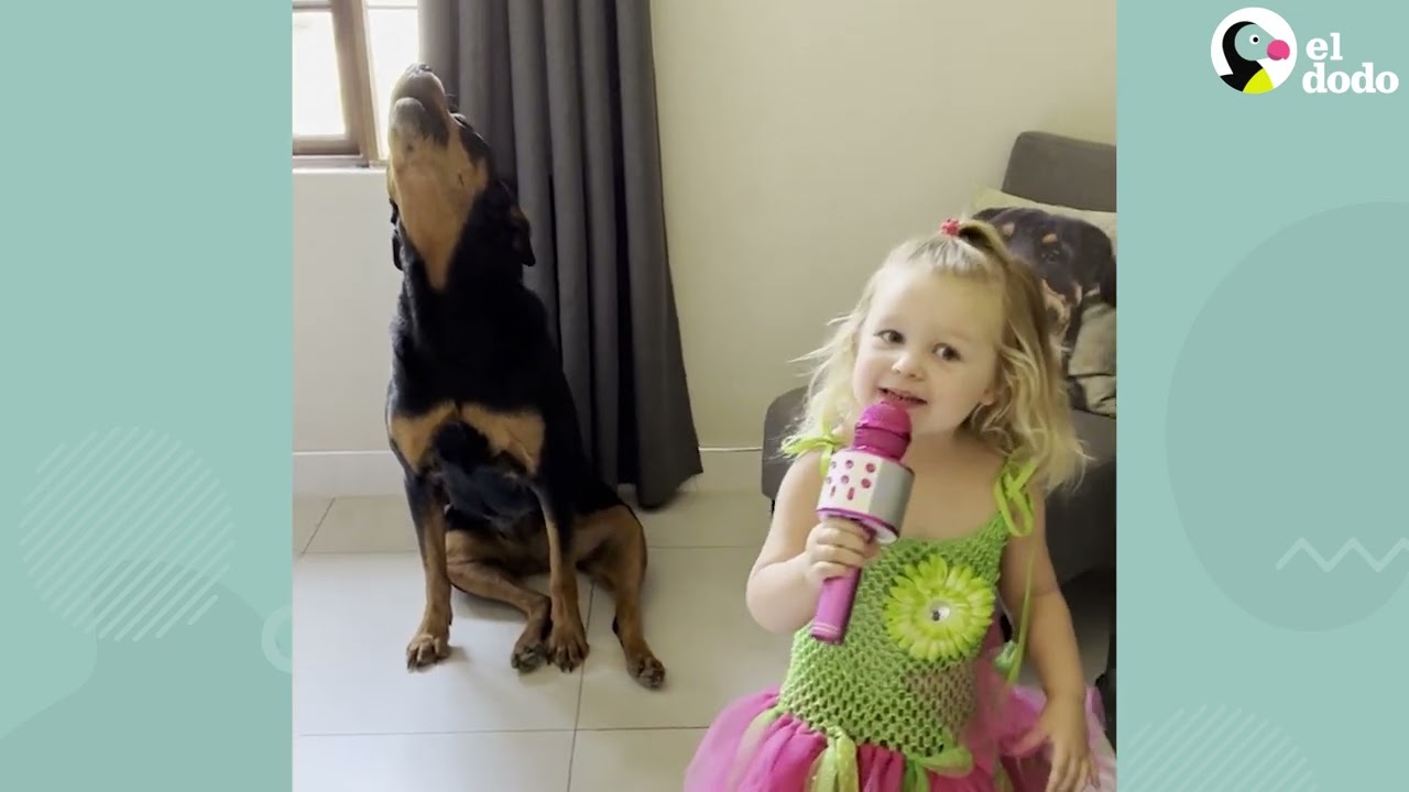 A este rottweiler le encanta cantar con su hermanita humana | El Dodo