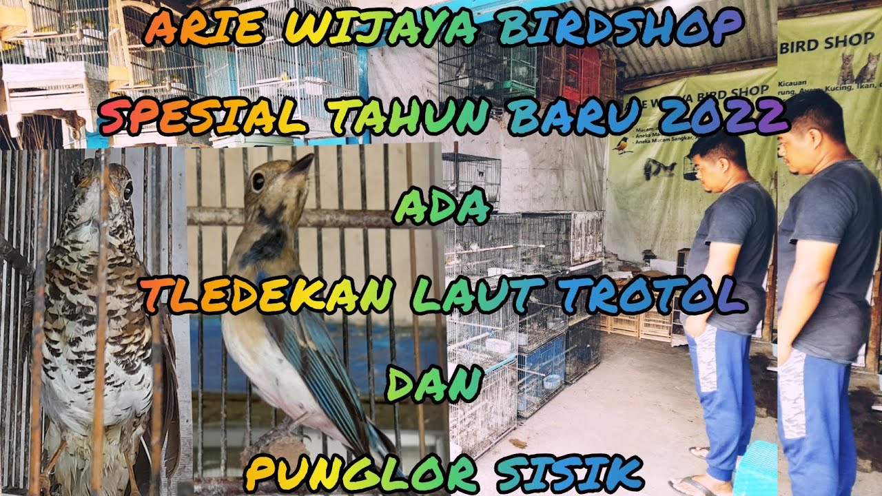 Review harga burung tledekan laut trotol,,punglor sisik dll spesial tahun baru 2022 di malang