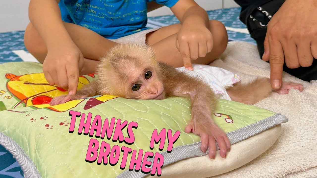Baby monkey Lulu feels so happy and loved when brother Bi takes special care of her.